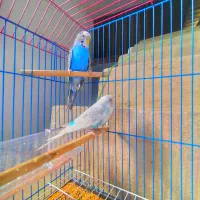 دو جفت مرغ عشق انگلیسی تخم گذار