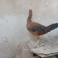 مرغ لاری|حیوانات مزرعه|برخوار, |دیوار