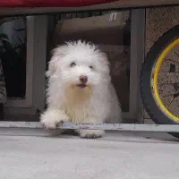 سگ پاکوتاه خوشگل و بازیگوش (نر)