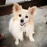 اشپیدز پامر