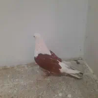 کفتر یا کبوتر یک جفت|پرنده|تهران, شمیران‌نو|دیوار