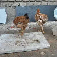 مرغ محلی درجه یک تخم مرغی هستن|حیوانات مزرعه|جوین, |دیوار