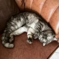 اسکاتیش فولد دختر، آماده جفت‌گیری|گربه|اصفهان, سپاهان‌شهر|دیوار