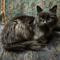 واگزاری گربه|گربه|زرند, |دیوار