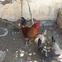 خروس لری