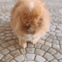 خرگوش لپ|موش و خرگوش|مریوان, |دیوار