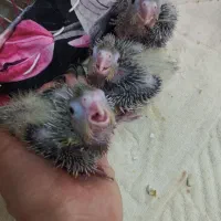 جوجه عروس هلندی