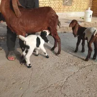 بز دقلوزا با دوبیگ نر ماده|حیوانات مزرعه|شوشتر, |دیوار