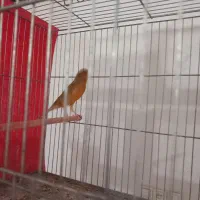 تعدادی قناری|پرنده|کرمان, |دیوار