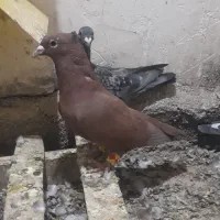 نر سرخ کرمانی عطیقه با ماده مسافتی|پرنده|درمیان, |دیوار