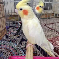 جفت عروس پاریس مولدباجوجه