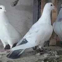 ۵تا دورگ و پلاکی