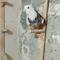 طوقی هفت رنگ