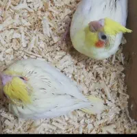 جوجه عروس لوتینو