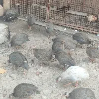 مرغ محلی و شاخدار