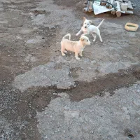 پاکوتاه بوبی|سگ|تبریز, |دیوار