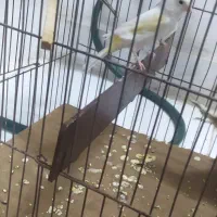 قناری. سهره. سهره قناری