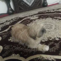 سگ شیتزو فلت سالم وسرحال