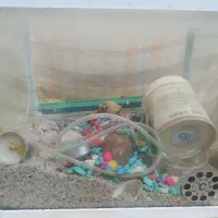 اکواریوم ماهی شیشه خم
