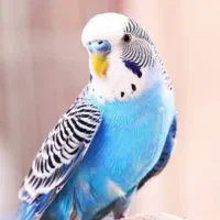 مرغ عشق ها همه سالم وسرحال جفت ۵۰۰|پرنده|قشم, |دیوار