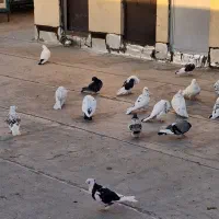 کبوتر فروشی|پرنده|قرچک, باقرآباد|دیوار