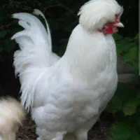 خروس پا پر بالغ