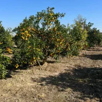 ۲۵۰۰ متر باغ مرکبات بر آسفالت / انشعابات پای ملک