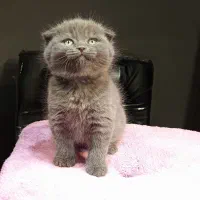 اسکاتیش بلو ماده|گربه|تهران, تهرانسر مرکزی|دیوار