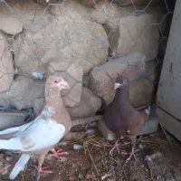 فروش کبوتر نامه بر