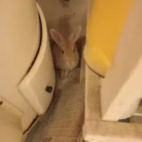 فروش‌۳عدد.خرگوش..