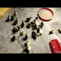 خدمات دستگاه جوجه کشی|حیوانات مزرعه|ایواوغلی, |دیوار