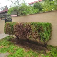 هرس سمپاشی گلکاری علف تراشی چمن کاری کوددهی|خدمات باغبانی و درختکاری|نوشهر, |دیوار