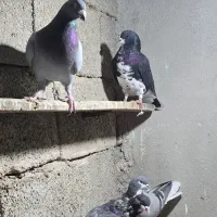 تعدادی شهری و پلاکی|پرنده|کازرون, |دیوار