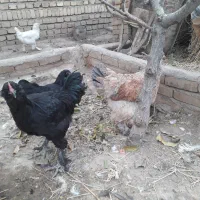 انواع حیوانات خانگی|حیوانات مزرعه|مرند, |دیوار