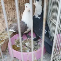 کبوتر پرش جفتگاهی|پرنده|نیشابور, شهید بهشتی|دیوار