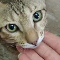 واگذاری بچه گربه