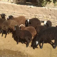 بره نر وماده های شال خوش قیمت|حیوانات مزرعه|اسفرورین, |دیوار
