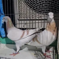 کبوتر پلاکی شامی خط دار ویک نر سفید سالار