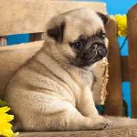 پاگ اورجینال