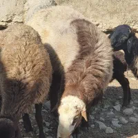 میش آبستن و بره نر قوچ فروشی دماوند|حیوانات مزرعه|دماوند, گیلاوند|دیوار