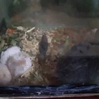 همستر خرگوش لپ فنچ|موش و خرگوش|شاهرود, |دیوار