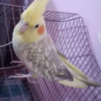 عروس هلندی ماده بالغ