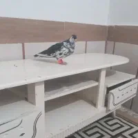 کبوتررنگه نرسیده افسون|پرنده|تربتحیدریه, بالا ولایت|دیوار