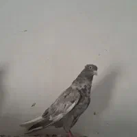 کبوتر|پرنده|رامشیر, |دیوار