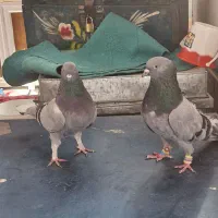 کبوتر نروماده