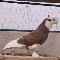 این کفتر باخت رفته جوجه داره دست هر کیه خریدارم