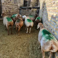 9راس میش عربی آوستن