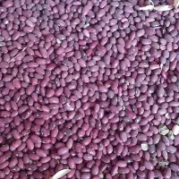 لوبیاقرمز