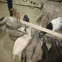 بز ماده آبستن پاکستانی و مورسیا و بز نر آلپاین|حیوانات مزرعه|دماوند, دماوند|دیوار