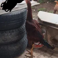 جوجه خروس لاری 5ماهه